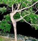 dancin-tree.jpg - tribe.