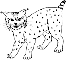 Bobcat coloring page