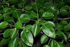 Euphorbiaceae <b>Hippomane</b>