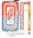 <b>Creatinine</b> Clearance