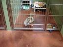 East Bay SPCA Hosts Second Annual Chihuahua Palooza Event May 1-31 ...