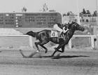 American Quarter Horse Hall of Fame &amp; Museum: Black Easter Bunny