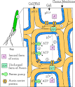 Plant Behavior
