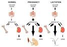 Chapter 3. Calcium Metabolism during Pregnancy and Lactation