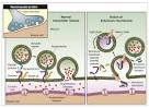 Botulinum Toxin - Toxipedia