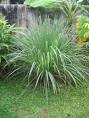 Permaculture Reflections: Nature's Mosquito Control