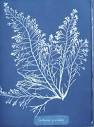 The First Woman Photographer - ANNA ATKINS - Films not dead. - F.N.D