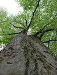 tree view in public domain - via Daymix