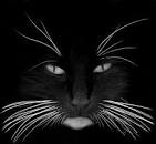 What Happens if a Cat's Whiskers Are Damaged or Clipped
