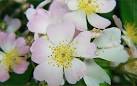 Georgia State Flower the Cherokee Rose National Flowers | State ...