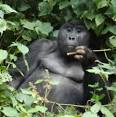 Bwindi Gorilla Trekking Safari In Uganda- Cycads Safaris