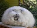 The Pop-Up Studio NYC: Weekly Beast: Angora Rabbit