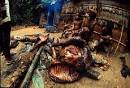 Bushmeat Project; Save the Great Apes; Chimps and Gorillas