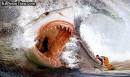 sharks attacks
