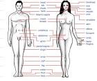 Women Body Parts Name