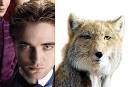 R-Pattz-Tibetan-fox