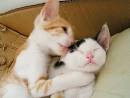 For the love of cute kittens!