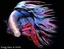 Siamese Fighting Fish - Betta splendens