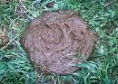 Manure | One of the Best Organic Fertilizers
