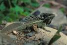 wildherps.com - Common Basilisk (Basiliscus basiliscus)