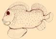 Palaeos Vertebrates: Chondrichthyes: Chondrichthyes