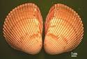 Bivalvia