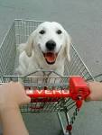 Posted by E-Money in Cute Dog