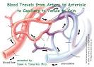 Blood Vessels