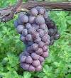International Grape Genome Program - Wikipedia, the free encyclopedia