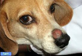 Bildergebnis für ‫سگ واقی وکربه واقی‬‎