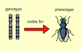 SeniorAPBiologyReview - Genotype and Phenotype
