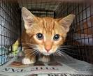 Feral Cats: The Neighbors You May Never See - Advocacy For Animals