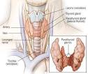 <b>Hypoparathyroidism</b>