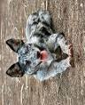 German Coolie - Domestic Dog Breeds Reference Library - redOrbit