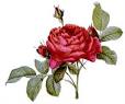 Roses and Rose Lovers: The Rosarian