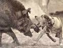 A New American Pastime: Hog Dog Fighting - Advocacy For Animals