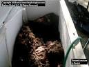 Cryptomundo » Georgia Gorilla: Bigfoot Body's First Photo!
