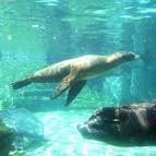 Sea lion in the KOBE Oji Zoo - via Daymix