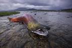 http://g-ecx.images-amazon.com/images/G/01/books/promos/HiddenAlaska8_800.jpg