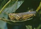 Orthoptera