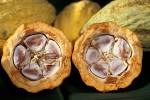 File:<b>Cacao</b>-pod-k4636-14.jpg