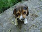 beagle puppies » A Cute A Day