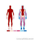 Core body temperature maintenance