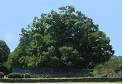 Hundred Horse Chestnut - Europe's oldest tree - Best of Sicily ...