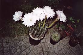 meine dicke Echinopsis von Michael.Postweiler