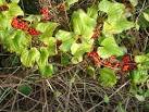 (Yams - dioscoreaceae) from White Bryony (Melons - Cucurbitaceae). - via Daymix