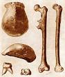 Java Man - Wikipedia, the free encyclopedia