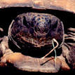 Gopher Tortoise - Gopherus polyphemus