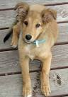 Mia the Collie Mix | Puppies | Daily Puppy