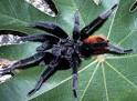 Arachnids: Spiders, Ticks, Mites and Scorpions